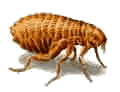 Flea Control