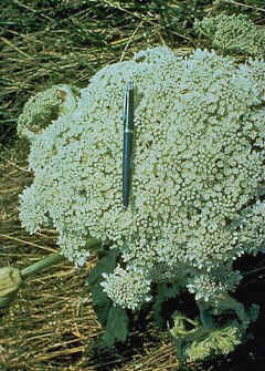 Giant hogweed flower
