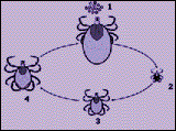 Tick Control