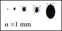 Tick Life Cycle