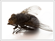 Black Fly