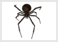 Black Widow Spider