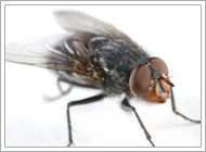 Blow Fly