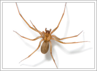 Brown Recluse Spider