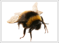 Bumble Bee
