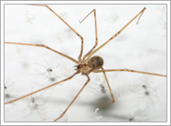 Daddy Long Legs