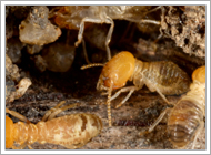 Dampwood Termites