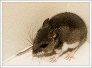 Deer Mouse