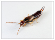 Earwig
