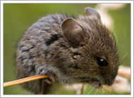 Meadow Vole