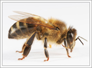 Honey Bee