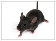 House Mouse