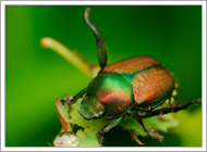 Japanese Beetle