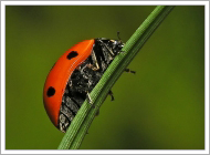 Ladybug