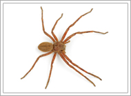 Yellow Sac Spider