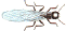termite1.gif