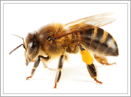 Africanized Honey Bee