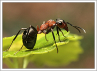 Allegheny Mound Ant