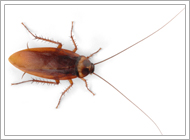 American Cockroach