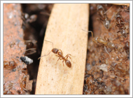 Argentine Ant