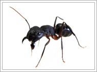 Carpenter Ant