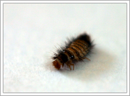 Carpet Beetle