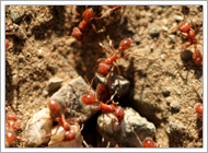 Fire Ant