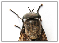 Horse Fly