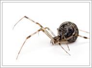 House Spider