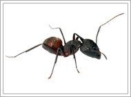 Leafcutter Ant