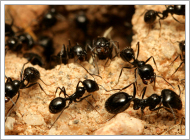 Little Black Ant